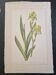 La Roche Laffitte (Born in 1943) - Watercolour drawing on silk - Yellow iris