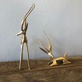 Two golden animal subjects