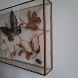 Butterflies on display
