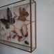 Papillons en  vitrine
