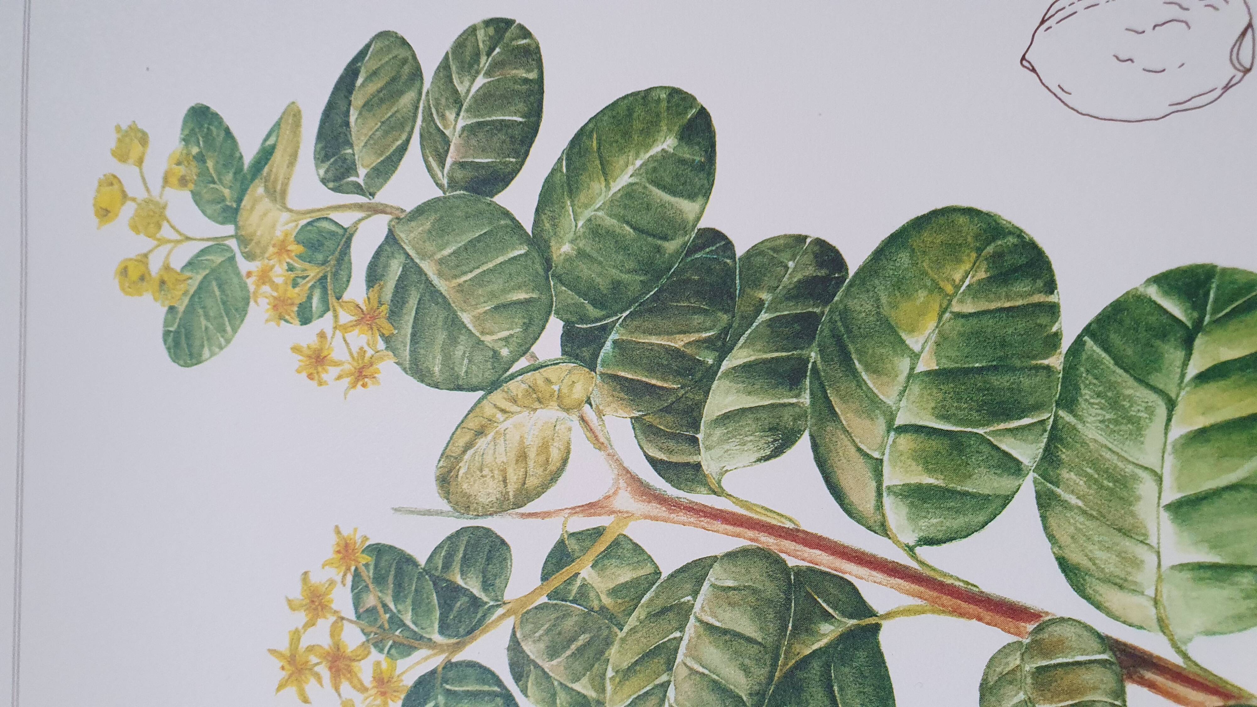 Set of 3 botanical plates "Yellow"- LPR22051B