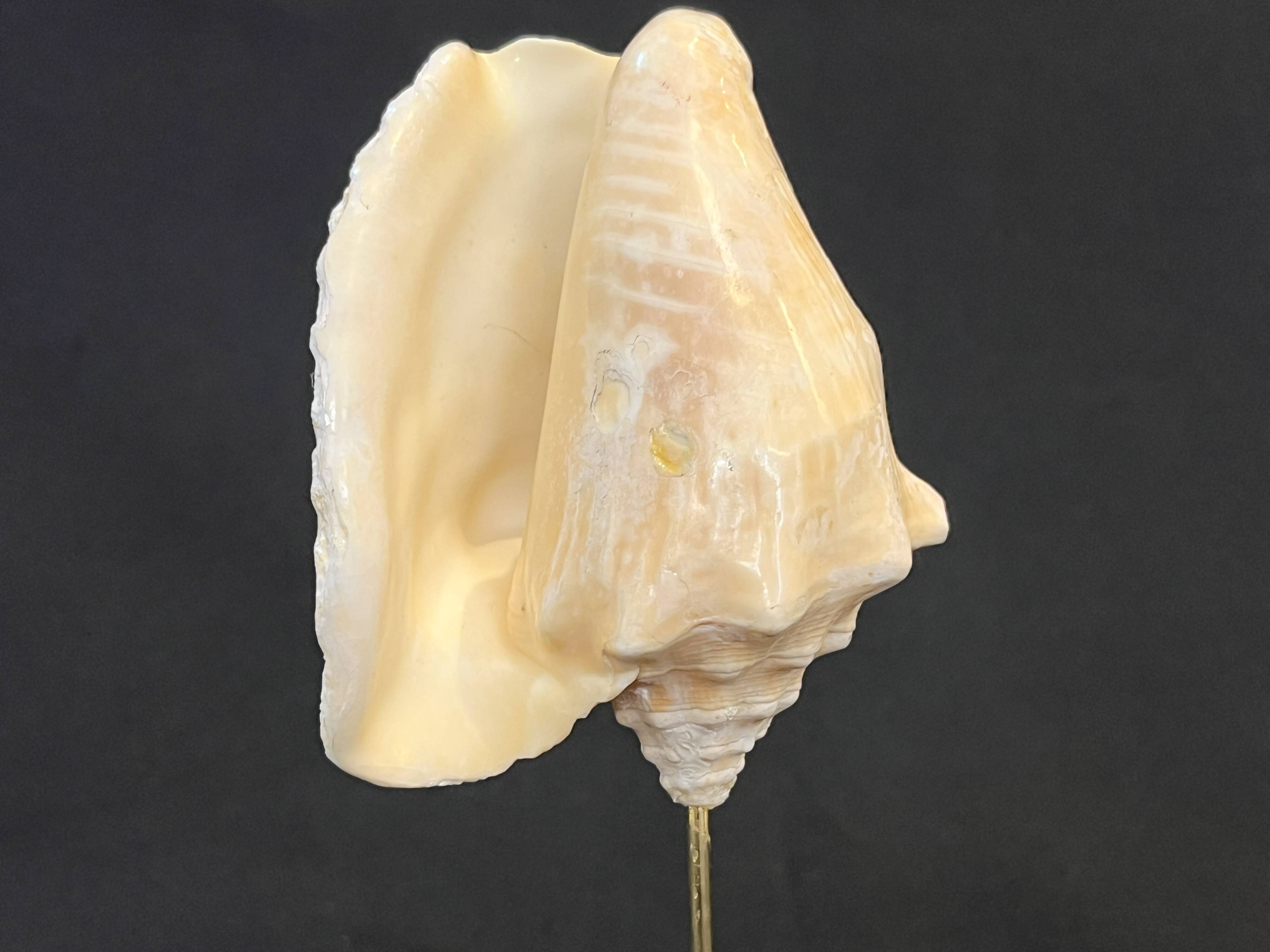 Shell on base "conch Strombus Latus" cabinet of curiosities