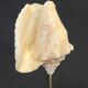 Shell on base "conch Strombus Latus" cabinet of curiosities