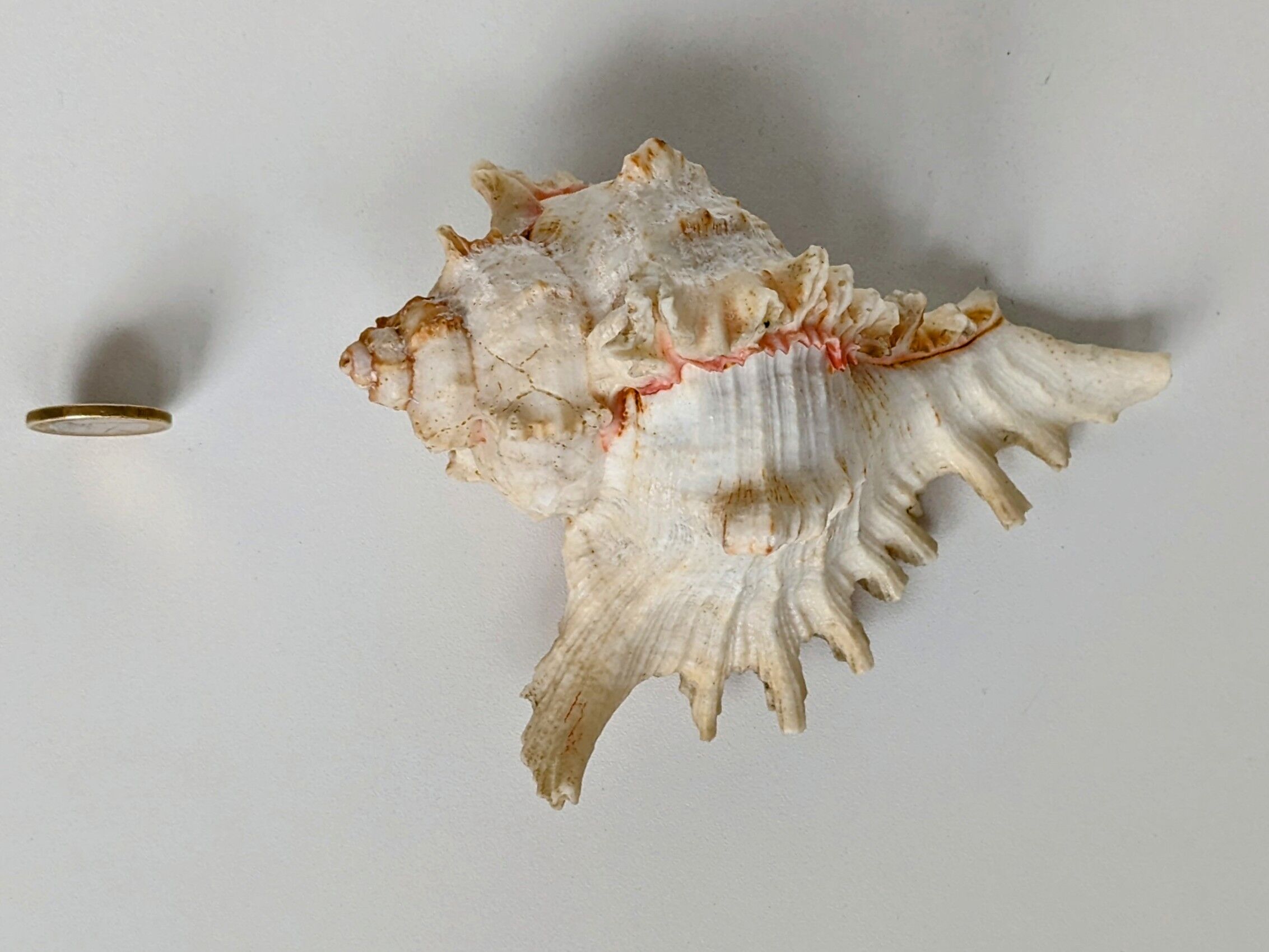 Shell Murex ramosus