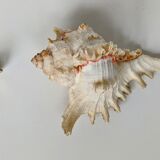 Shell Murex ramosus