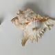 Shell Murex ramosus