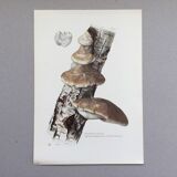 Botanical illustration Polypore Mushrooms Vintage print from the 60s.