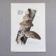 Illustration botanique Champignons  Polypore Impression vintage des années 60.