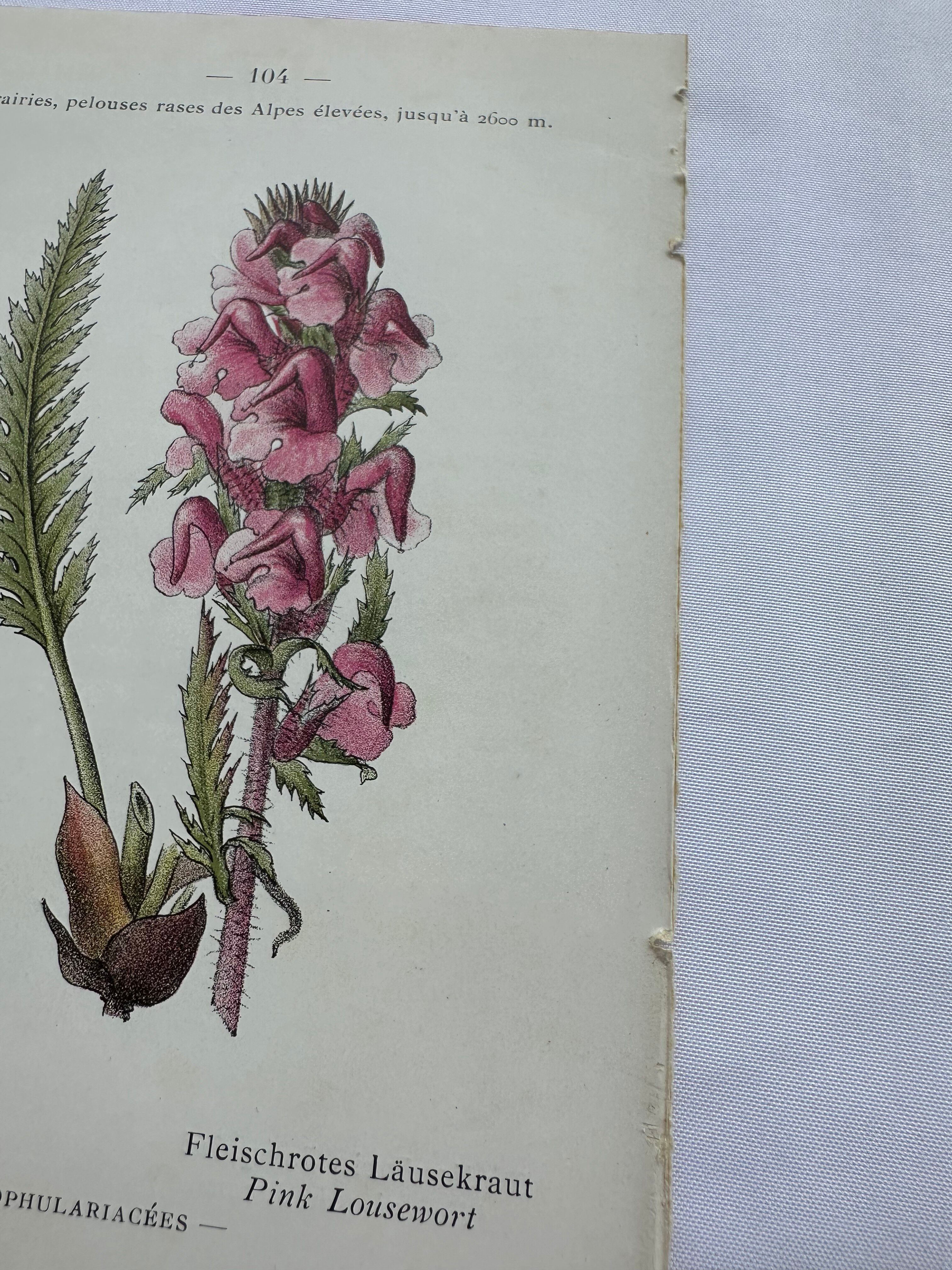 Botanical plate engraving flower 1800
