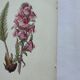 Botanical plate engraving flower 1800