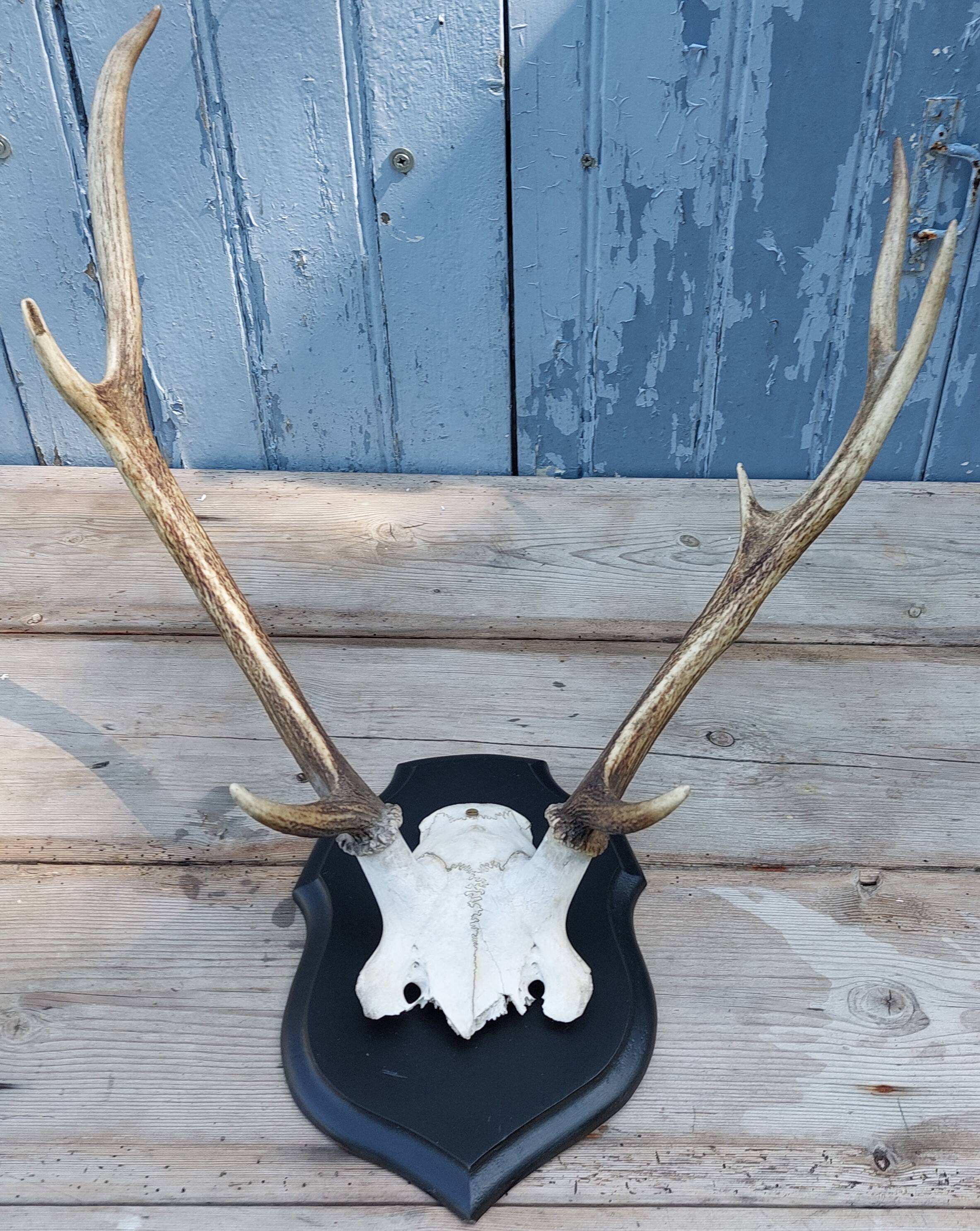 Deer slaughter hunting trophy