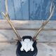 Deer slaughter hunting trophy