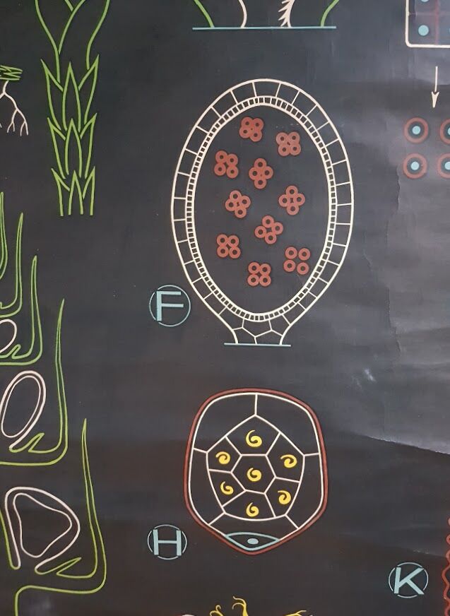 Vintage school poster by Paul Sougy - Selaginella, 1959