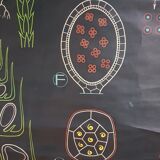 Vintage school poster by Paul Sougy - Selaginella, 1959