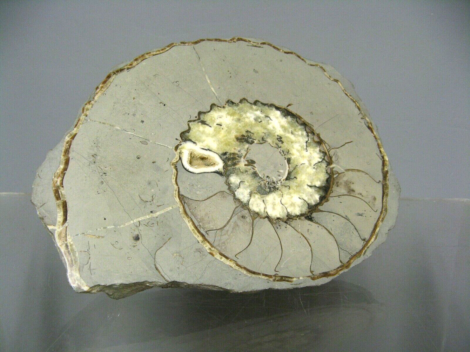 Minerals collection - polished fossil ammonite - 2,215 kg