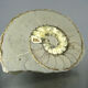 Minerals collection - polished fossil ammonite - 2,215 kg