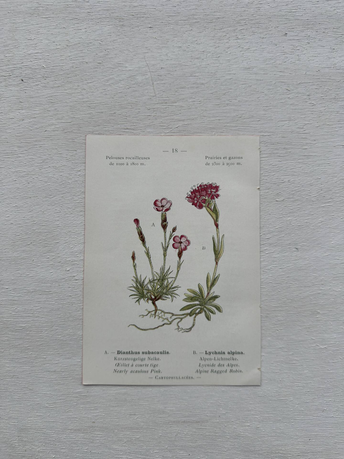 Botanical Plate 1800 Old naturalist engraving 19th century double-sided