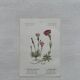 Botanical Plate 1800 Old naturalist engraving 19th century double-sided