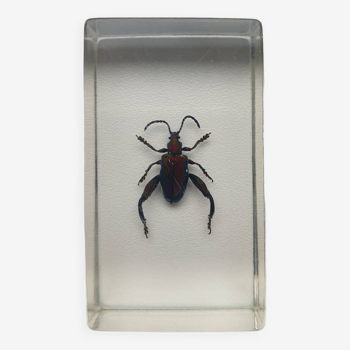 Insecte inclusion résine  
sagrine scarabee grenouille du laos 
curiosité - n°9
