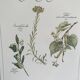 Vintage botanical board