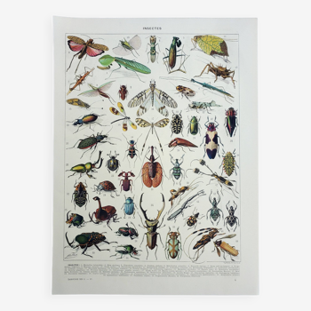 Gravure ancienne 1928, Insectes, entomologie, coléoptères • Lithographie, Planche originale