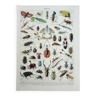 Gravure ancienne 1928, Insectes, entomologie, coléoptères • Lithographie, Planche originale