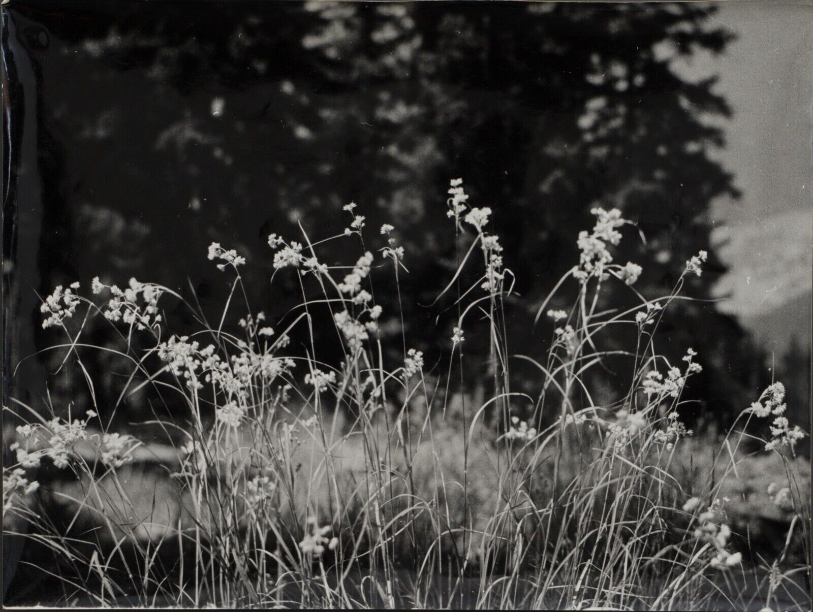 Film photography Bernard Darot Grasses Flowers XXth