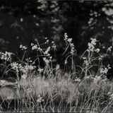 Film photography Bernard Darot Grasses Flowers XXth