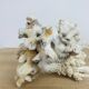 Old white coral 22 cm