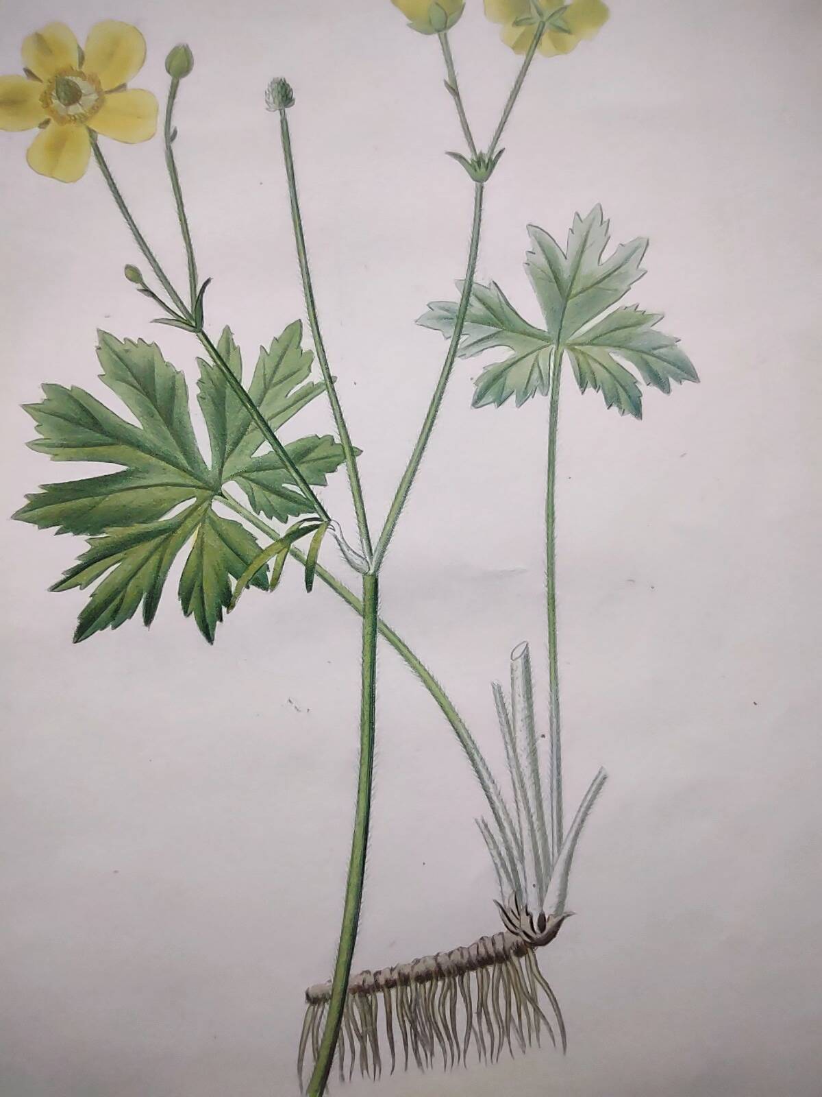 Gravure botanique de 1829 - Renoncule acre par Poiteau