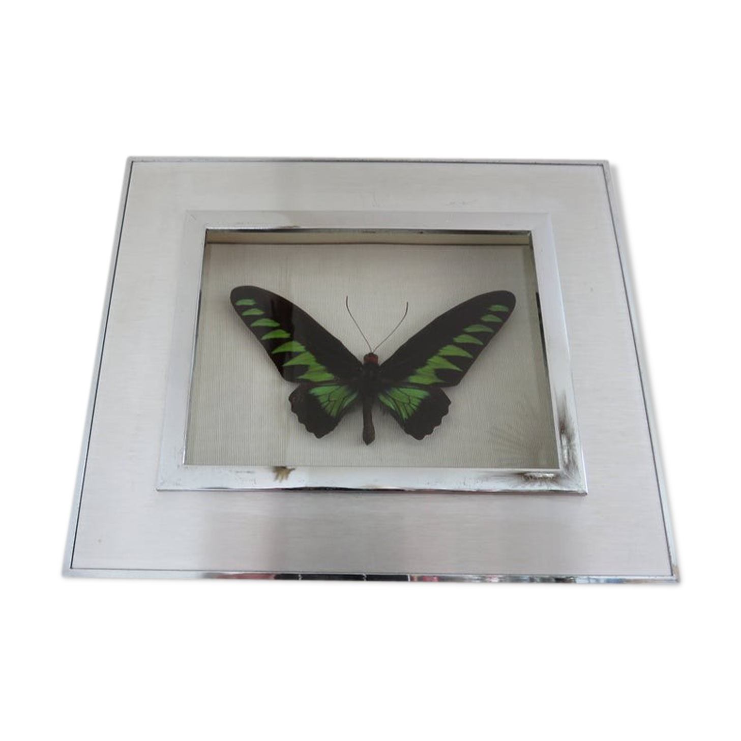 Cadre papillon naturalisé