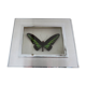 Cadre papillon naturalisé