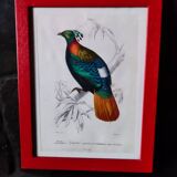 Lithographie couleur, Gallinacés, J.C. Fournier