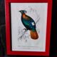 Color lithograph, Gallinaceous, JC Fournier