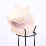 Shell on metal tripod base, 1950s