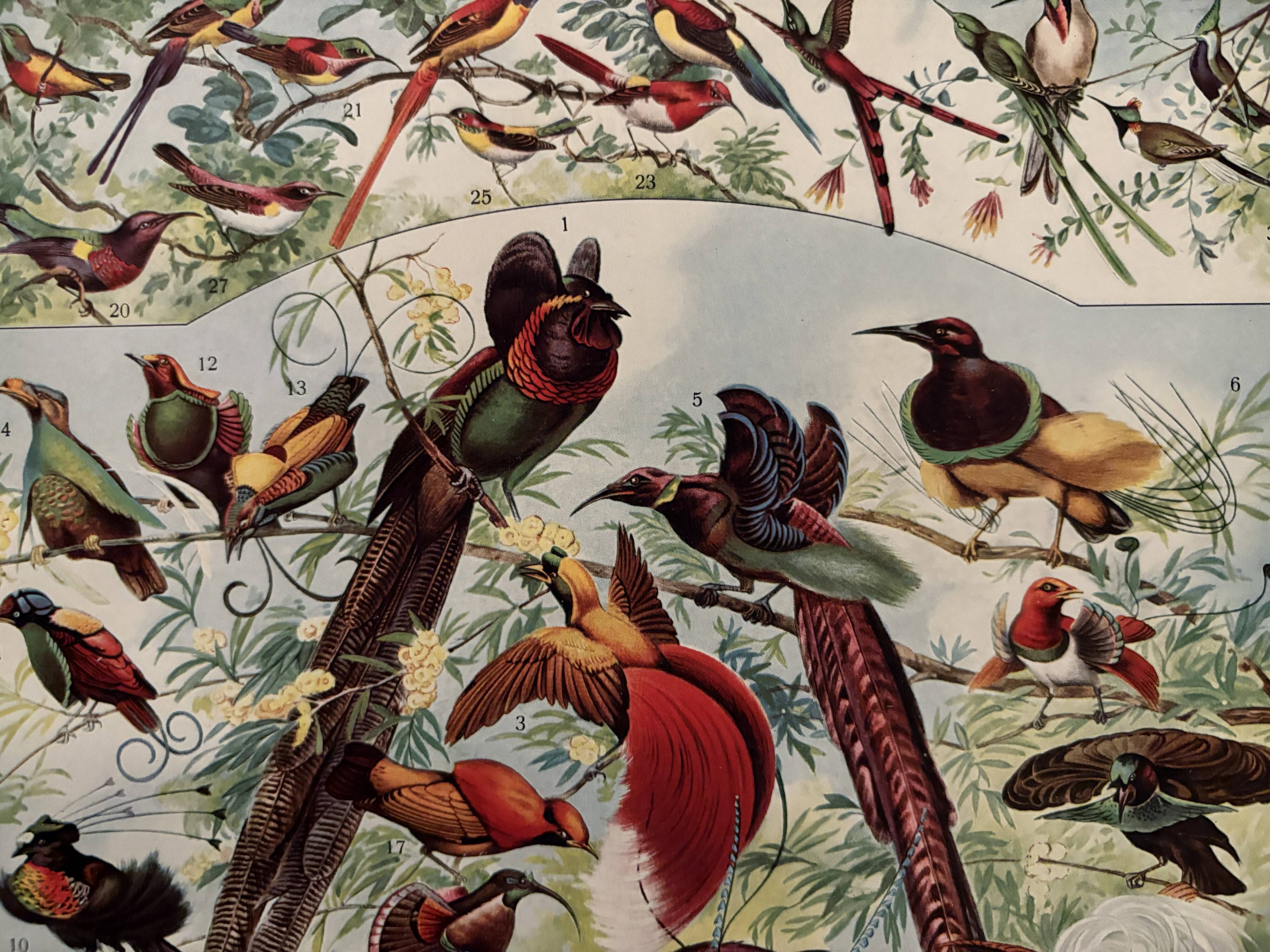 Planche illustrée vintage sur les oiseaux de paradis - 1930