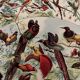 Planche illustrée vintage sur les oiseaux de paradis - 1930