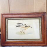 Bird lithographs