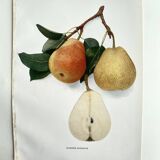Botanical plate published in 1921