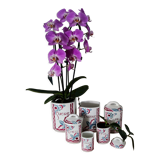 Pots à épices