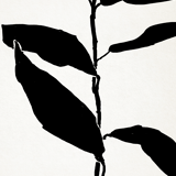 Botanical illustration print, A3