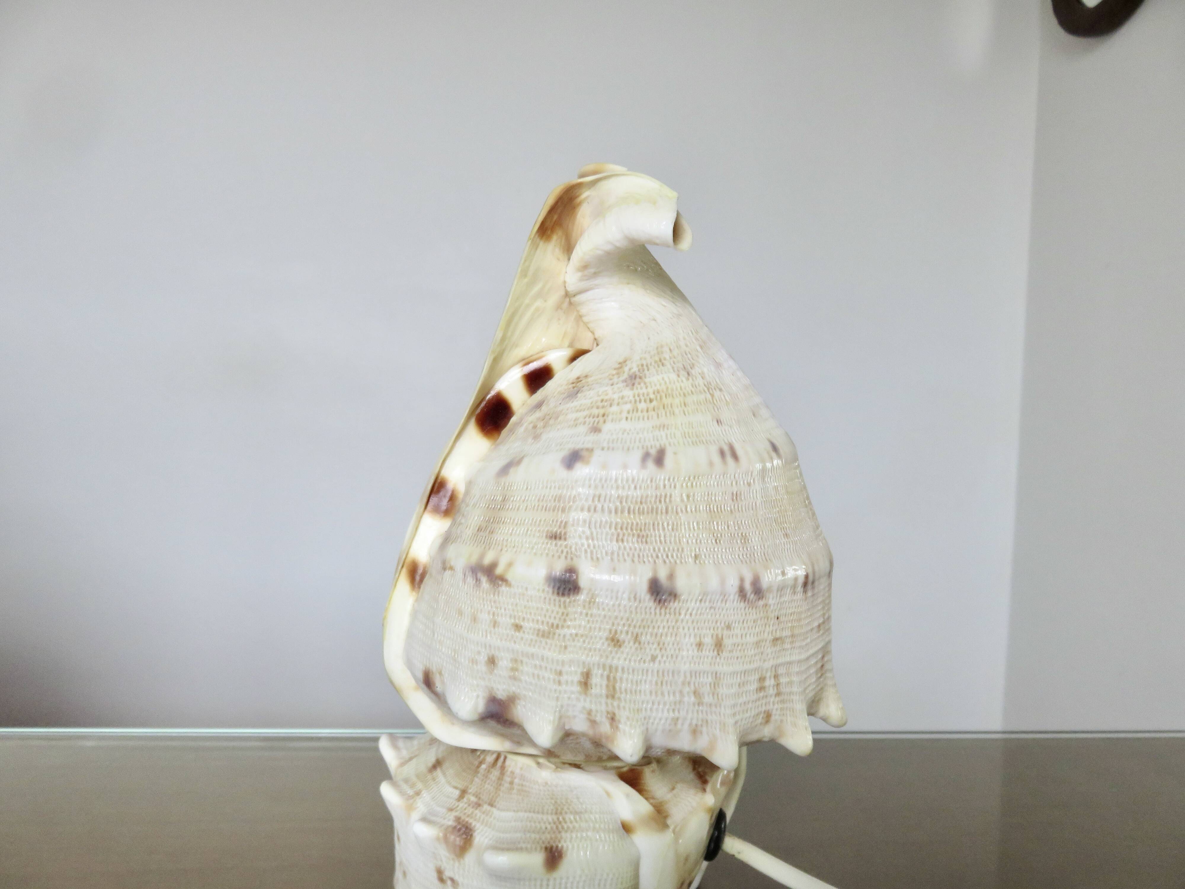 Lampe coquillage "cassis cornita" années 70
