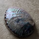 Shells