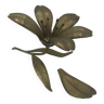 Ashtray flower petals