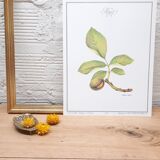 Botanical plank Walnut