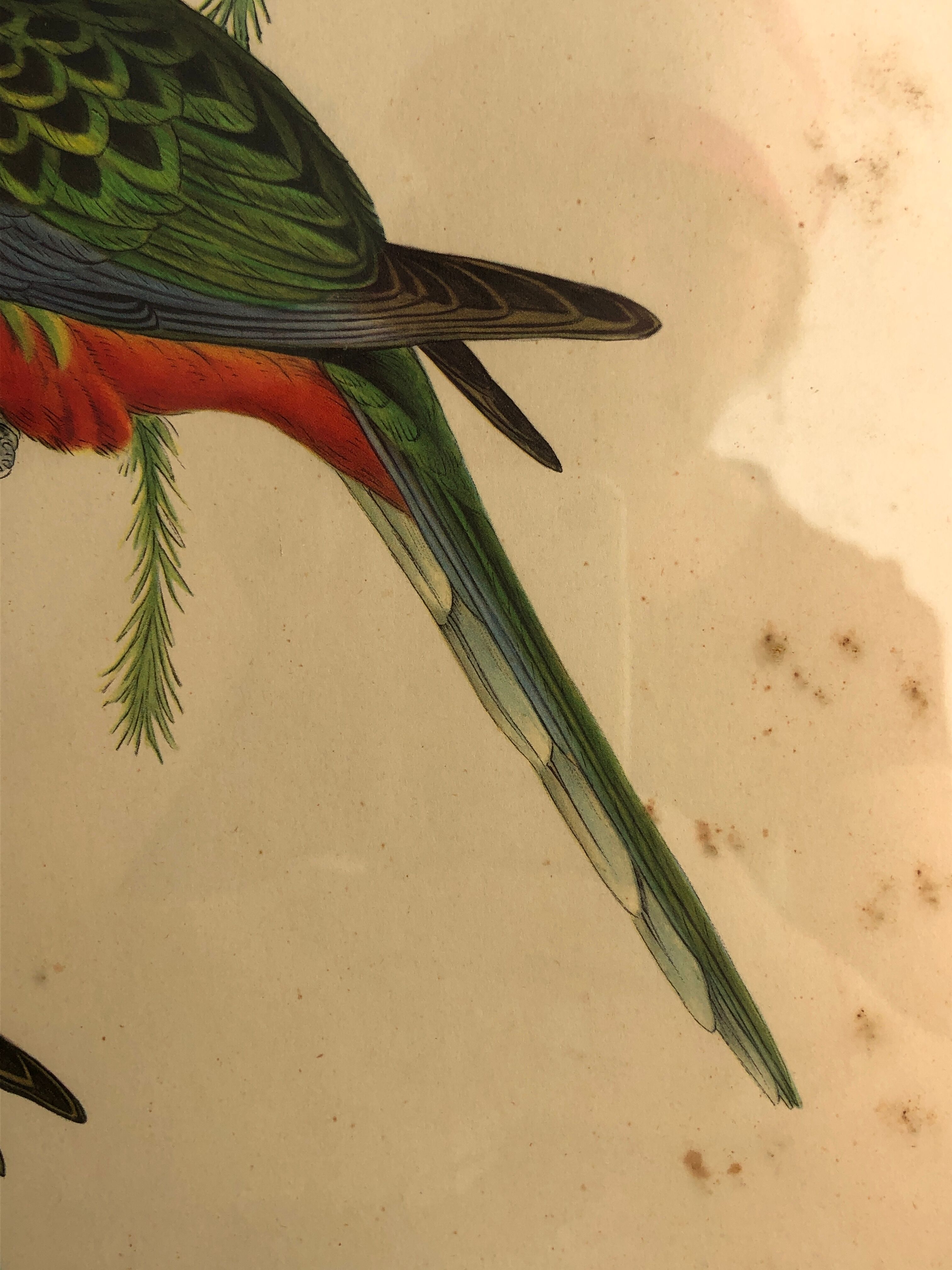 « Platycercus Icterotis » ornithological board  - J&L Gould