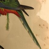 « Platycercus Icterotis » ornithological board  - J&L Gould