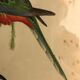 « Platycercus Icterotis » ornithological board  - J&L Gould