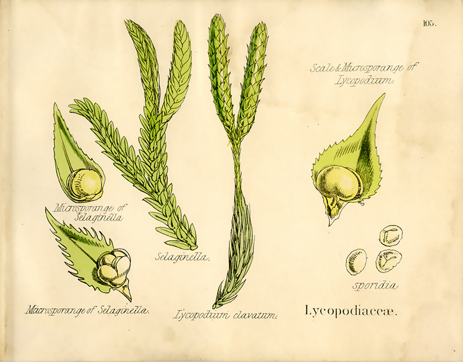 Club Moss, Plante, Graine, Estampe Botanique Ancienne, 1874