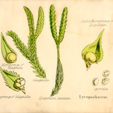 Club Moss, Plante, Graine, Estampe Botanique Ancienne, 1874